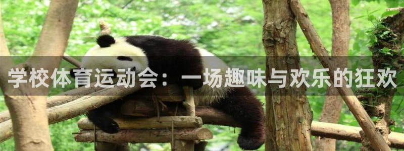 3377体育：学校体育运动会：一场趣味与欢乐的狂欢