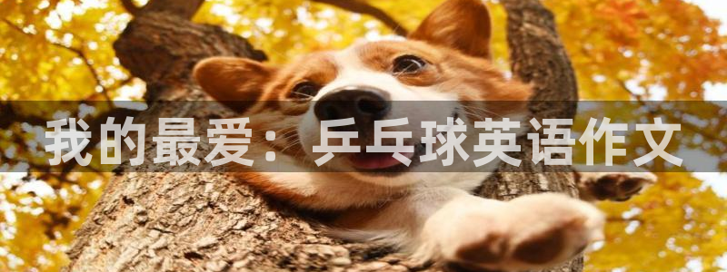 3377体育：我的最爱：乒乓球英语作文