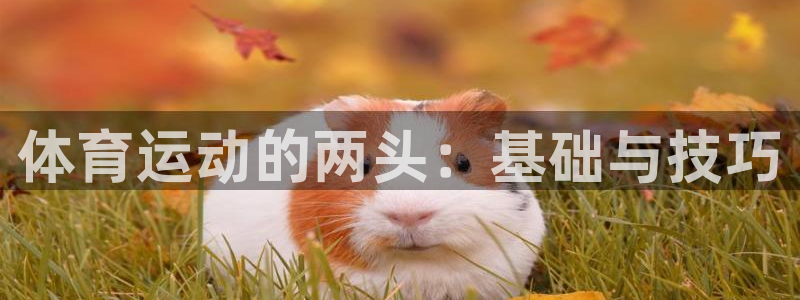 3377体育在线：体育运动的两头：基础与技巧